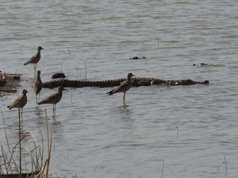 La marre aux crocodiles